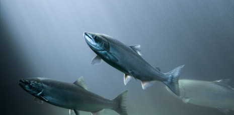 Salmon